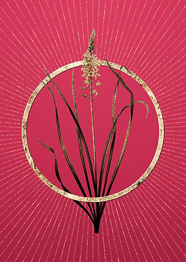 Wild Asparagus on Magenta