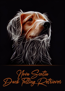Nova Scotia Retriever