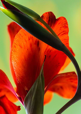 Red gladiolus flower