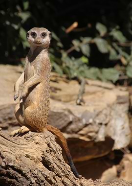 Meerkat