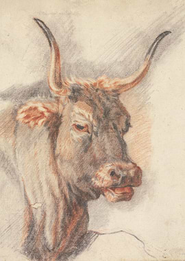 An ox head