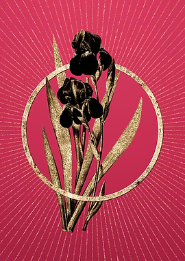 Viva Magenta German Iris