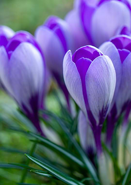 Early Crocus