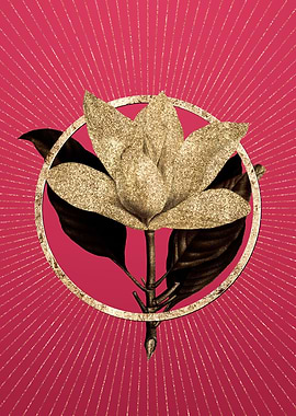 White Southern Magnolia