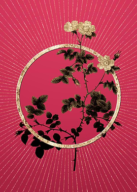 Gold White Sweetbriar Rose