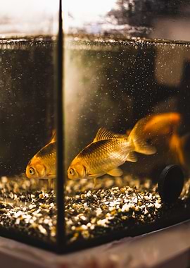 Gold fish