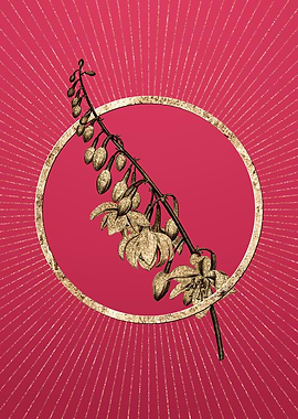 Viva Magenta Giant Cabuya