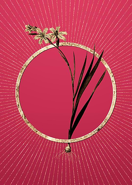 Gladiolus on Viva Magenta