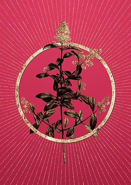 Viva Magenta Wild Privet