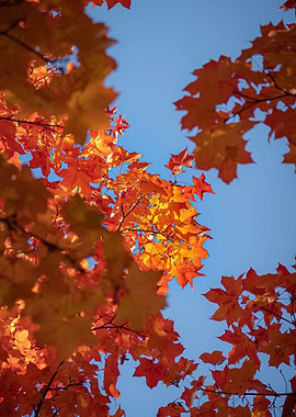 Maple Tree in Fall