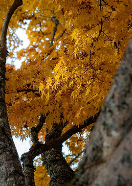 Japanese Maple in Fall