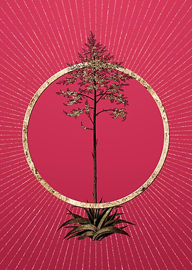 Viva Magenta Giant Cabuya