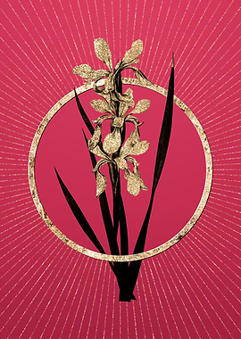 Gold Yellow Banded Iris