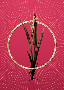 Gold Yellow Banded Iris