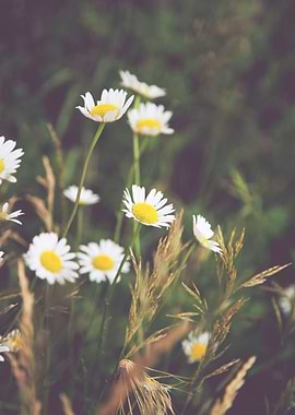Collbran Daisies Colorado