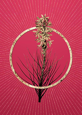 Yellow Asphodel on Magenta