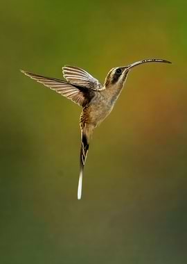 Perfect Long Tailed Hermit