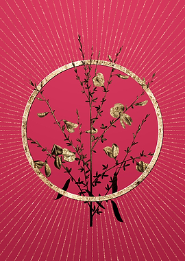 Gold Yellow Broom Flowers