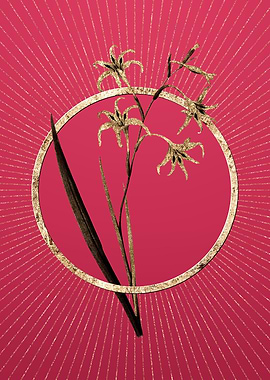 Gold Gladiolus Cuspidatus