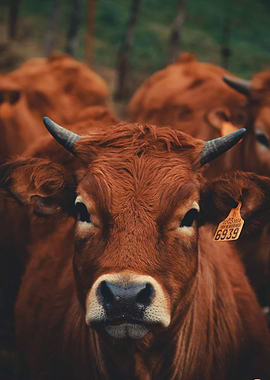 Cow