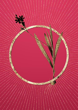 Gold Gladiolus Mucronatus