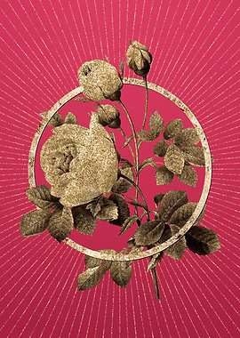 Viva Magenta Yellow Rose