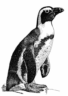penguins