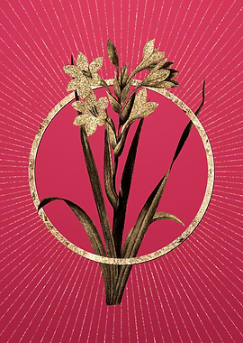 Gold Gladiolus Saccatus