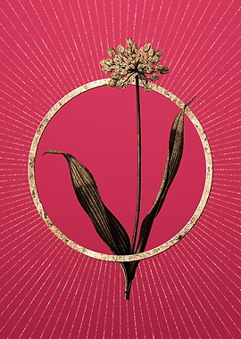 Viva Magenta Golden Garlic