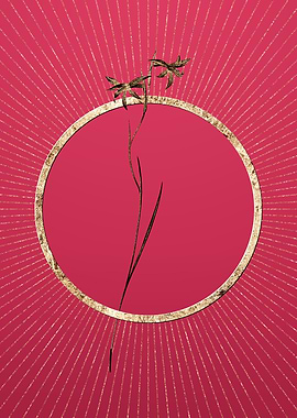 Gold Gladiolus Watsonius