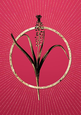 Grape Hyacinth on Magenta