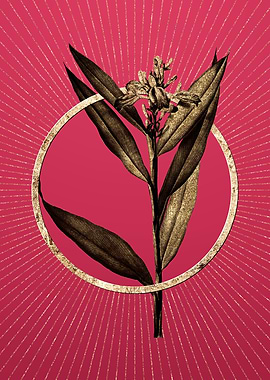 Viva Magenta Globba Erecta