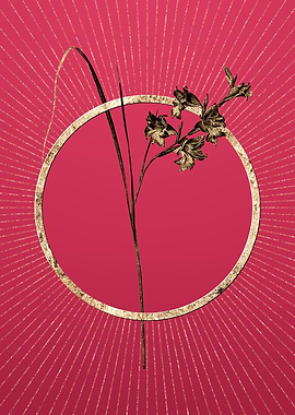 Gold Gladiolus Ringens