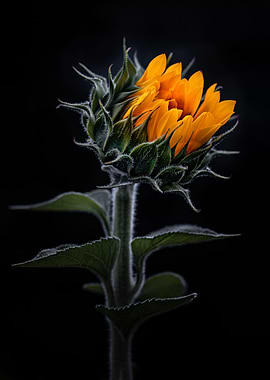 Dark Sunflower