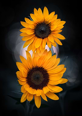 Two sunflowers
