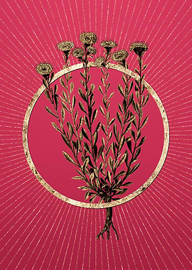 Viva Magenta Globe Daisies