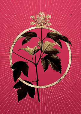 Viva Magenta Guelder Rose