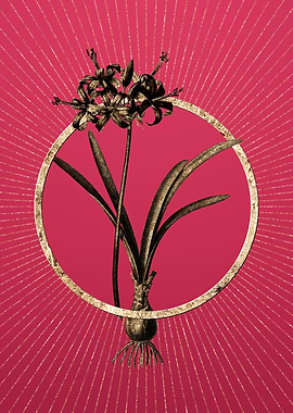 Viva Magenta Guernsey Lily