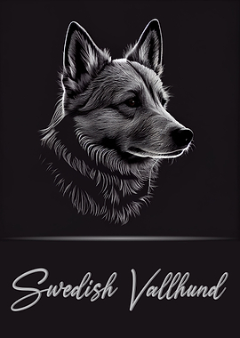 Swedish Vallhund Portrait