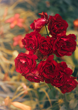 Red roses