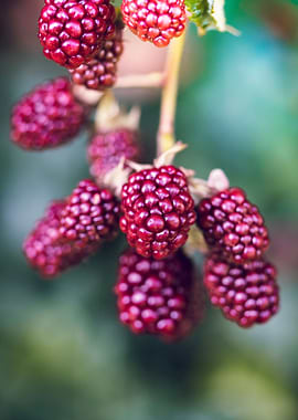 Unripe blackberries