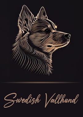Elegant Swedish Vallhund