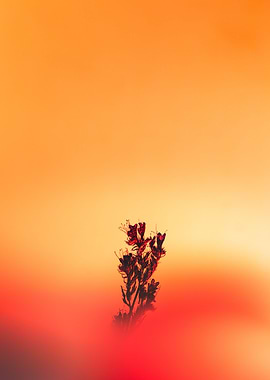 Flower in sunset