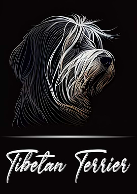 Elegant Tibetan Terrier