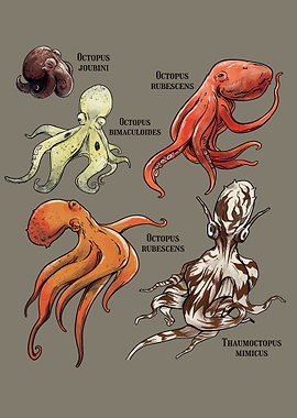 Octopus Species