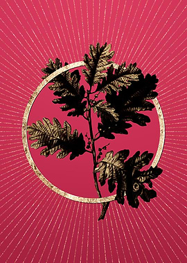 Viva Magenta Hungarian Oak