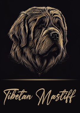 Adorable Tibetan Mastiff