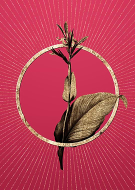 Viva Magenta Indian Shot