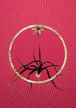 Gold Hypoxis Stellata