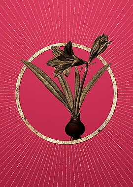 Viva Magenta Hippeastrum